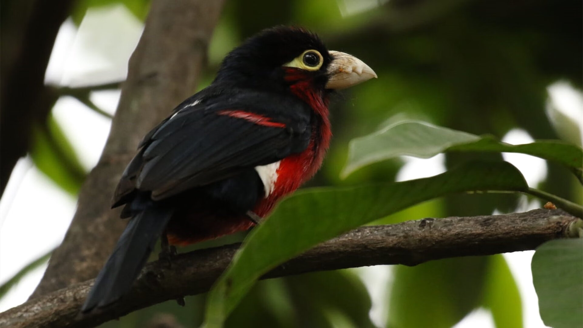 莫兰特稳定输出不掉线,吉林队末节带走猛龙